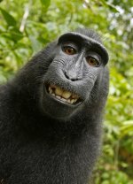 MonkeySelfie.jpg