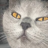 Nixfiniti