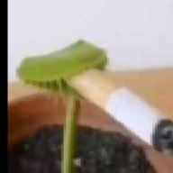 BraniewSanie