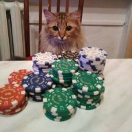 ceocatclub