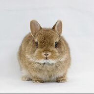 squuezi