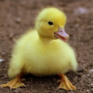 DuckBroGaming