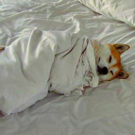 FoxSay