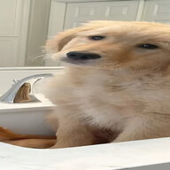 wazlex