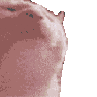 PolarFox