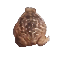 kupusha