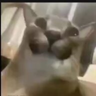 Setwix