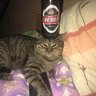 1337mikoqu