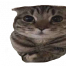 Senyak1337
