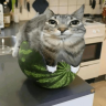 cissharp