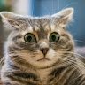 CATICKKKK