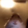 nozygg
