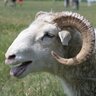 skeetelshvhlegenda
