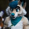 fox_in_box