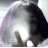 sanyazavr