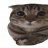 Senyak1337