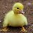 DuckBroGaming