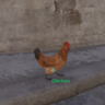Chicken Esp
