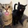 Best legit 100+ games no vac!